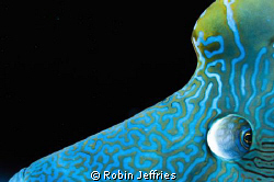 eye shot of napoleon wrass by Robin Jeffries 